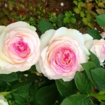 Роза ДОЛЬЧЕ ВИТА чайно-гибридная в Бресте