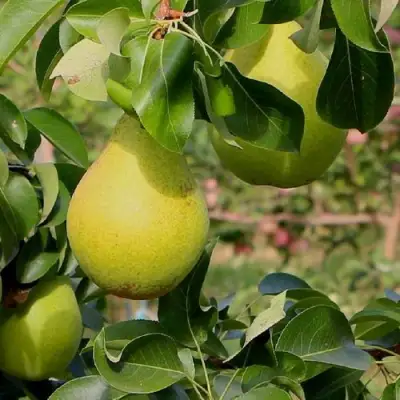 Груша ДОБРЯНКА в Бресте