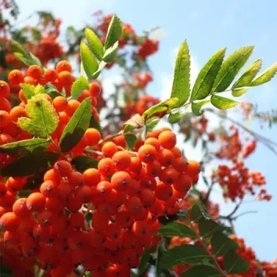 Рябина ВЕФЕД сладкоплодная в Бресте