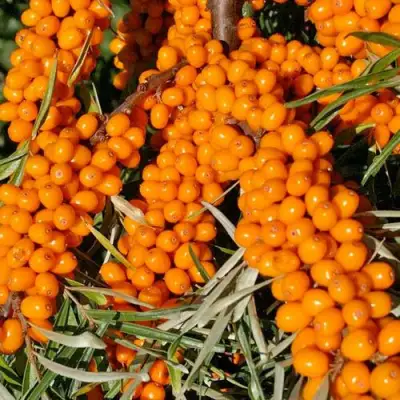 Облепиха ЕЛИЗАВЕТА в Бресте