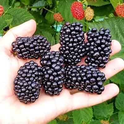 Ежевика ОУАЧИТА бесшипная  в Бресте