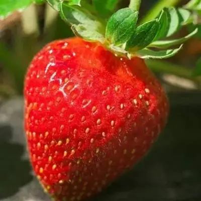 Клубника АЛЬБА в Бресте