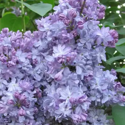 Сирень НЕБО МОСКВЫ в Бресте