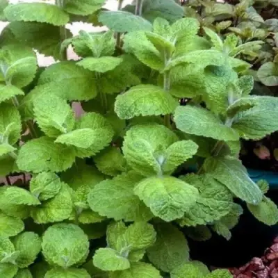 Мята яблочная в Бресте