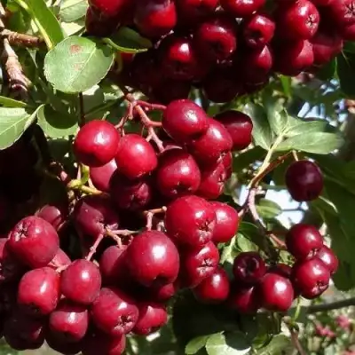 Рябина ГРАНАТНАЯ сладкоплодная в Бресте