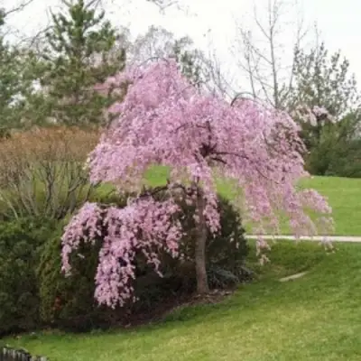 Сакура КИКУ ШИДАРЕ в Бресте