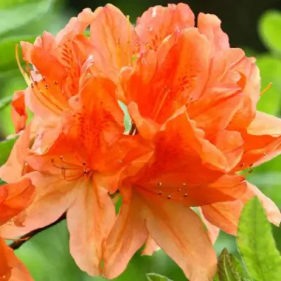 Азалия ГЕЙША ОРАНЖ японская в Бресте