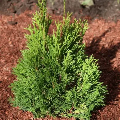 Туя МИКИ западная в Бресте