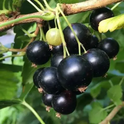 Смородина чёрная ДАБРАДЗЕЯ в Бресте