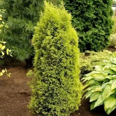 Можжевельник ГОЛД КОН обыкновенный в Бресте