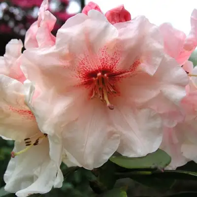 Рододендрон ХАНЯ	 в Бресте