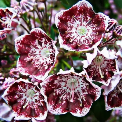 Кальмия БЛЕК ЛЕЙБЛ  в Бресте