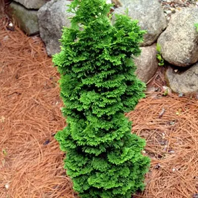 Туя СПИРАЛИС МИНИ западная в Бресте