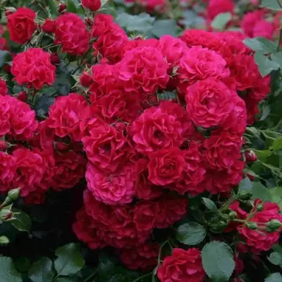 Роза РАДОСТЬ САДОВНИКА (ГАРТЕН ФРОЙДЕ) почвопокровная в Бресте