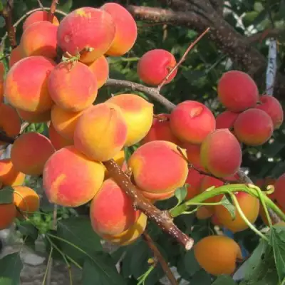 Абрикос РУБИН в Бресте