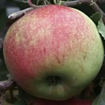 Яблоня СОКОЛОВСКОЕ стелющаяся в Бресте