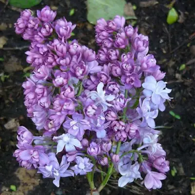 Сирень НАДЕЖДА в Бресте