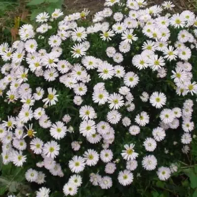 Астра ВАЙС многолетняя в Бресте