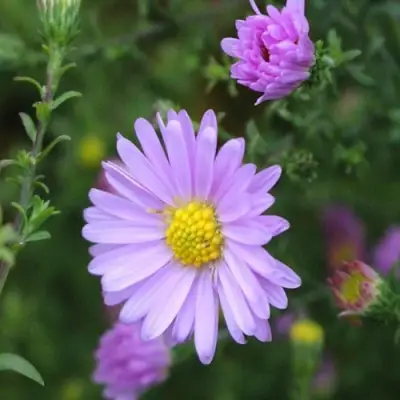 Астра СТРОУБЕРРИ ЭНД КРИМ новобельгийская в Бресте