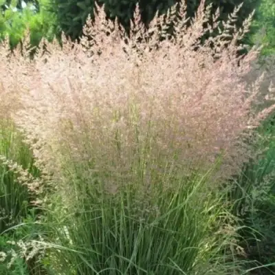 Вейник ОВЕРДАМ остроцветковый в Бресте