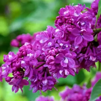 Сирень ОГНИ ДОНБАССА в Бресте