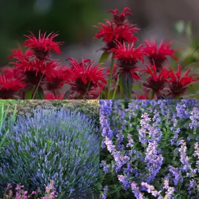 Комплект АРОМАТНЫЙ ЧАЙ в Бресте