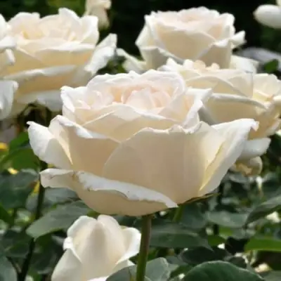 Роза БОИНГ чайно-гибридная в Бресте