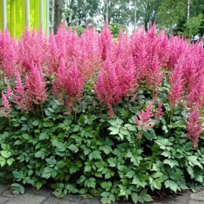 Астильба ВИЖНС ИН ПИНК китайская в Бресте