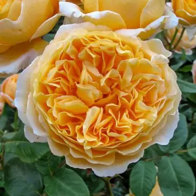 саженцы розы Беатрис