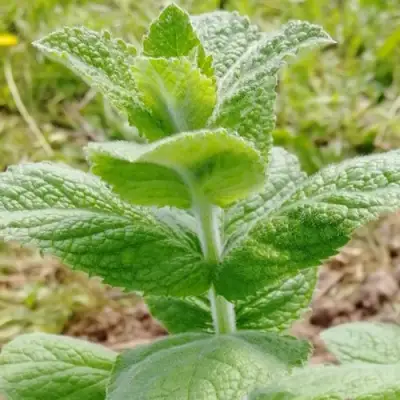 Мята яблочная в Бресте