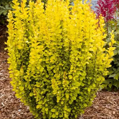 Барбарис ГОЛДЕН ТОРЧ тунберга в Бресте