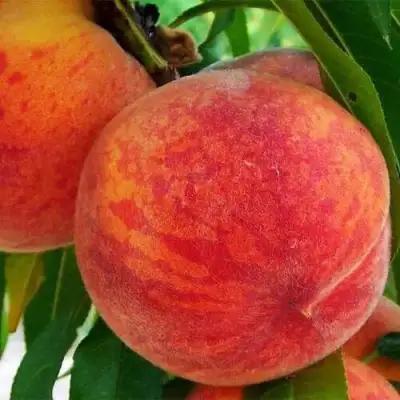 Персик ЗОЛОТОЙ ЮБИЛЕЙ в Бресте