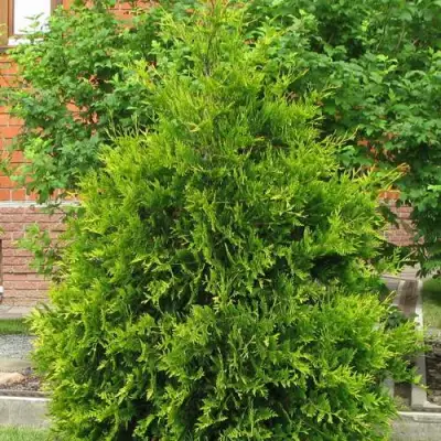 Туя АНЯ (АНИЕ) западная в Бресте