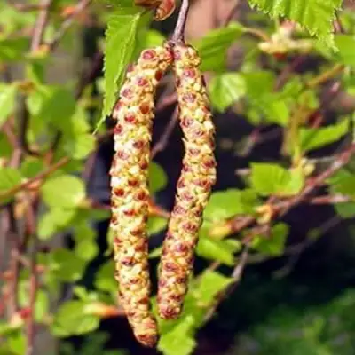 Береза бородавчатая в Бресте