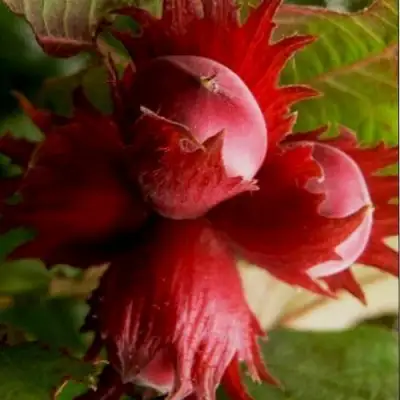 Фундук БАГРЯНЕЦ в Бресте