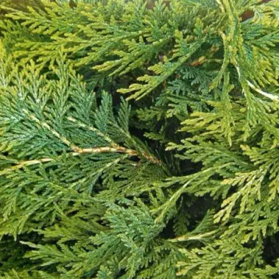 Кипарисовик ЭЛВУДИ ЭМПАЙР лавсона в Бресте