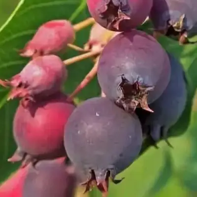 Ирга MANDAN в Бресте