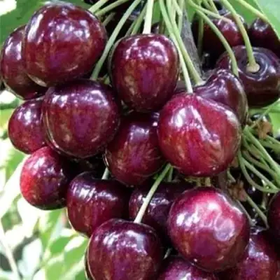 Черешня СИЛЬВИЯ колоновидная в Бресте