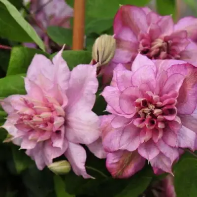 Клематис ИННОСЕНТ ГЛАНС в Бресте