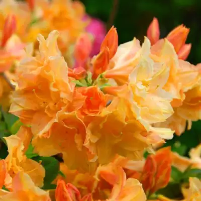 Азалия ЧАРДАШ листопадная в Бресте