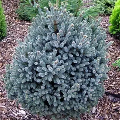 Ель НАНА сизая в Бресте