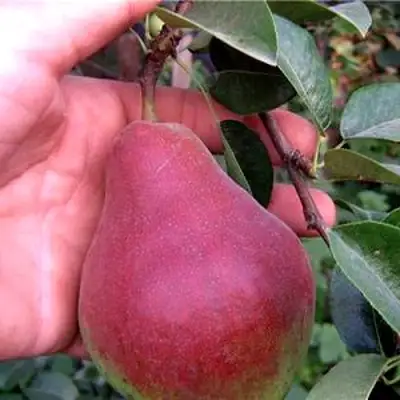 Груша РУМЯНАЯ КЕДРИНА в Бресте