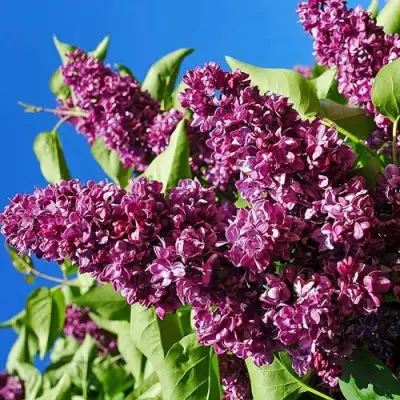 Сирень ЧАРЛЬЗ ДЖОЛИ в Бресте