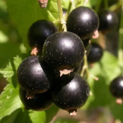 Смородина чёрная БИНАР в Бресте