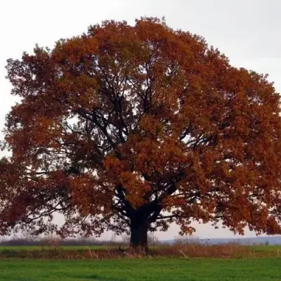 Дуб скальный в Бресте