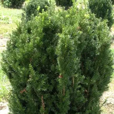 Тис ХИКСИ средний в Бресте