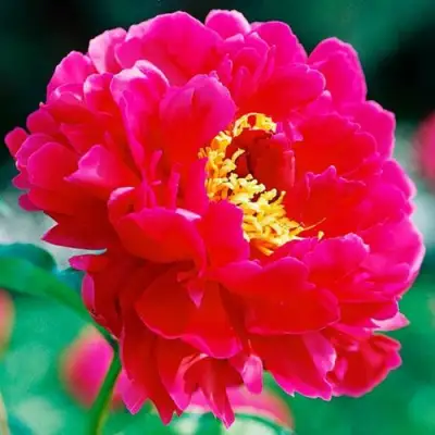 Пион ХРАБРЫЙ ВОИН травянистый в Бресте