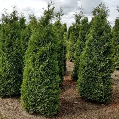 Туя ХОЛМСТРУП западная в Бресте