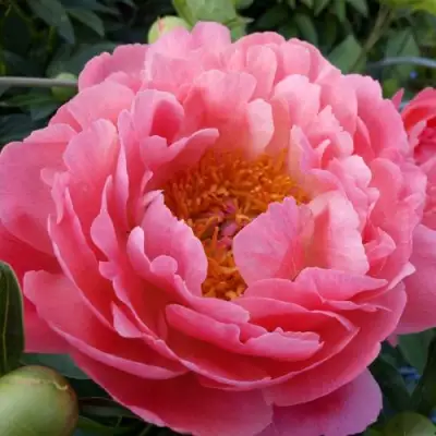 Пион КОРАЛ САНСЕТ травянистый в Бресте