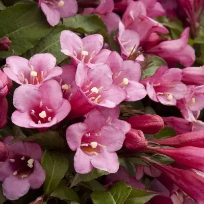 Вейгела ФЛОРИДА в Бресте